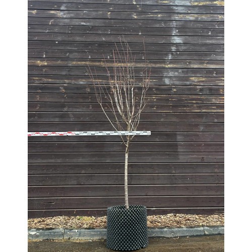 Фото товара Слива - вид 1