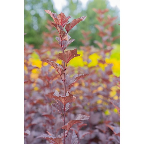 Фото товара Купить саженцы пузыреплодника - вид 3