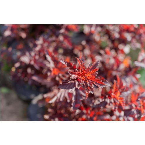 Фото товара Купить саженцы пузыреплодника - вид 2