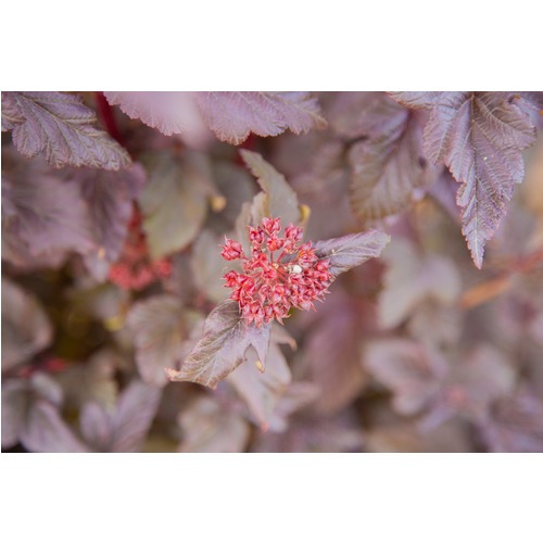 Фото товара Купить саженцы пузыреплодника - вид 1