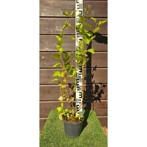 Фото товара Купить саженцы пузыреплодника - вид 5