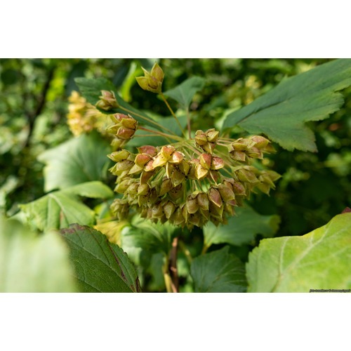 Фото товара Купить саженцы пузыреплодника - вид 4