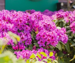 Рододендрон