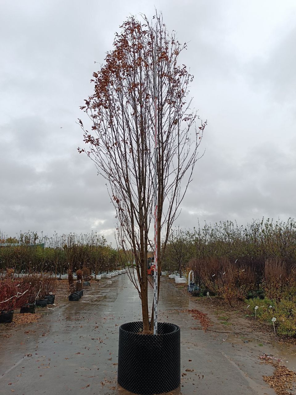 Рябина обыкновенная