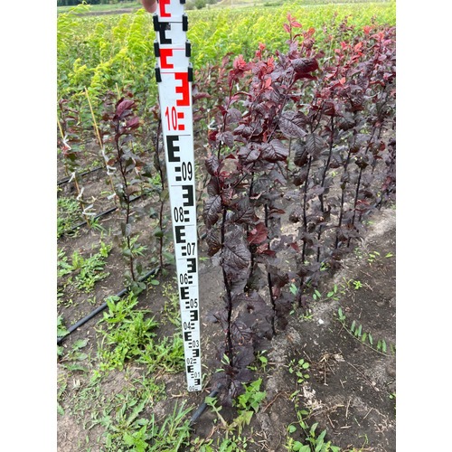 Фото товара Слива Голливуд - вид 4