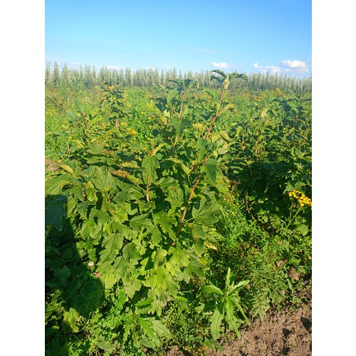 Фото товара Смородина белая - вид 1