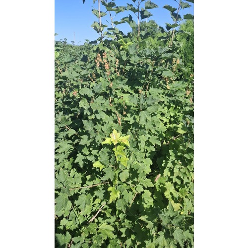 Фото товара Смородина розовая - вид 1