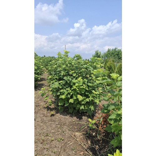 Фото товара Смородина зеленоплодная - вид 1