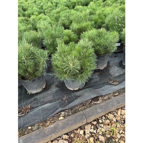 Фото товара Сосна горная Мугус - вид 5