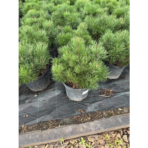 Фото товара Сосна горная Мугус - вид 4