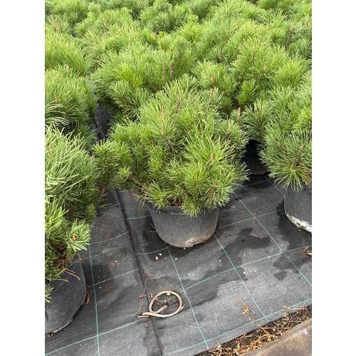 Фото товара Сосна горная Мугус - вид 3