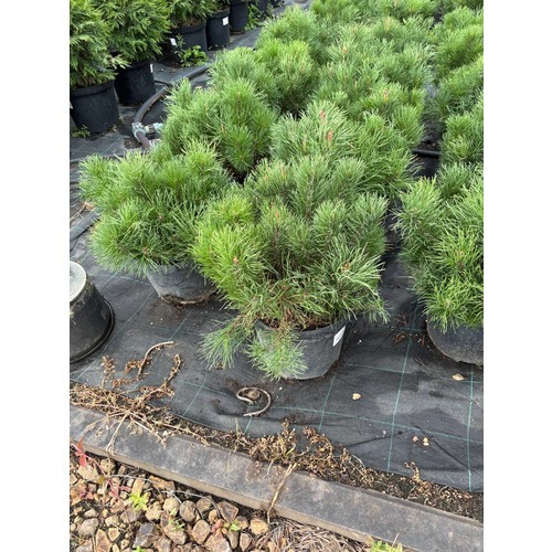 Фото товара Сосна горная Мугус - вид 1