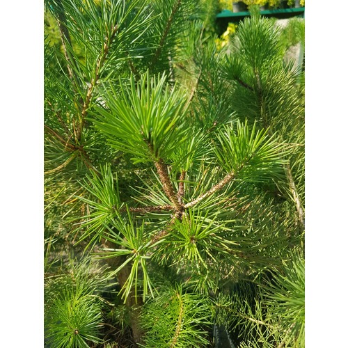 Фото товара Сосна Обыкновенная - вид 1