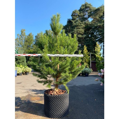 Фото товара Сосна Обыкновенная - вид 4