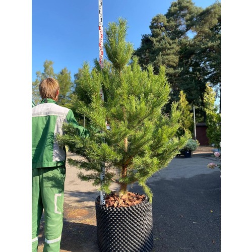 Фото товара Сосна Обыкновенная - вид 3