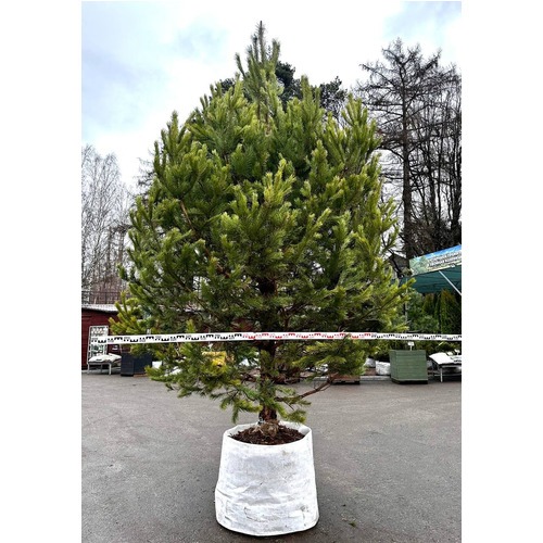 Фото товара Сосна Обыкновенная - вид 5