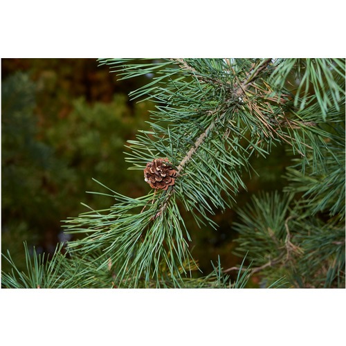 Фото товара Сосна Обыкновенная - вид 2