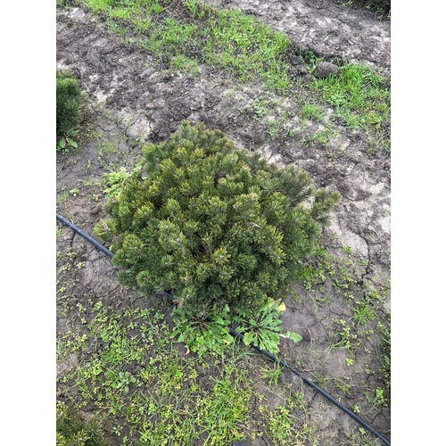 Фото товара Сосна Горная Пумилио - вид 8