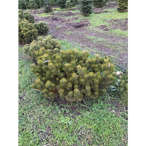 Фото товара Сосна Горная Пумилио - вид 5