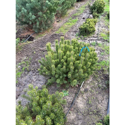 Фото товара Сосна Горная Пумилио - вид 4