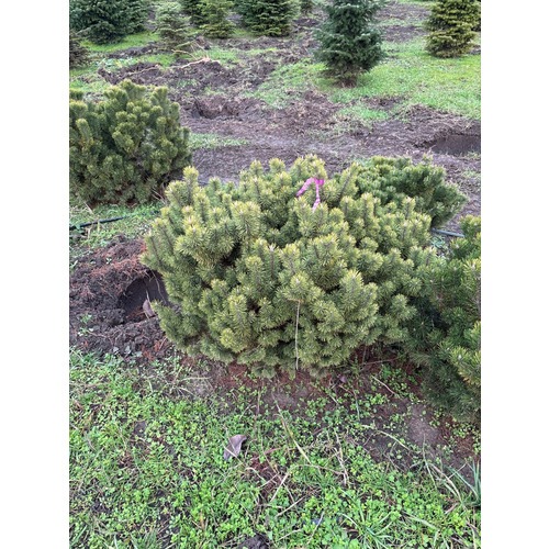 Фото товара Сосна Горная Пумилио - вид 3