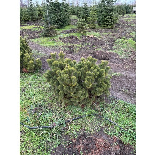 Фото товара Сосна Горная Пумилио - вид 2