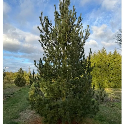 Фото товара Сосна румелийская - вид 2