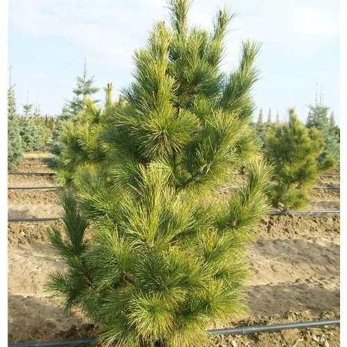 Фото товара Сосна румелийская - вид 3