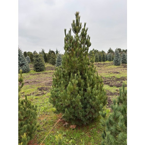 Фото товара Сосна румелийская - вид 1