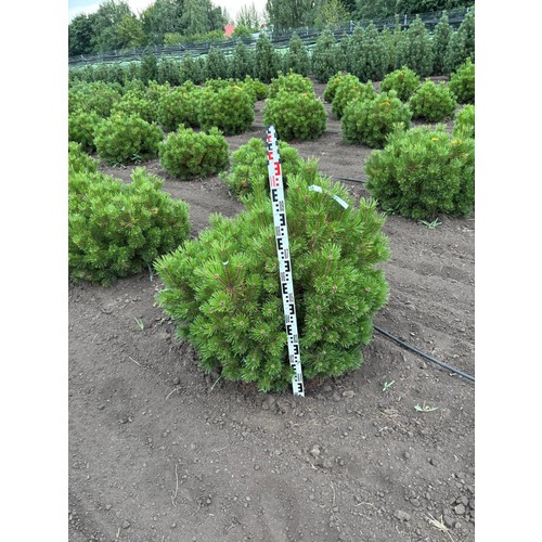 Фото товара Сосна горная Винтер голд - вид 6