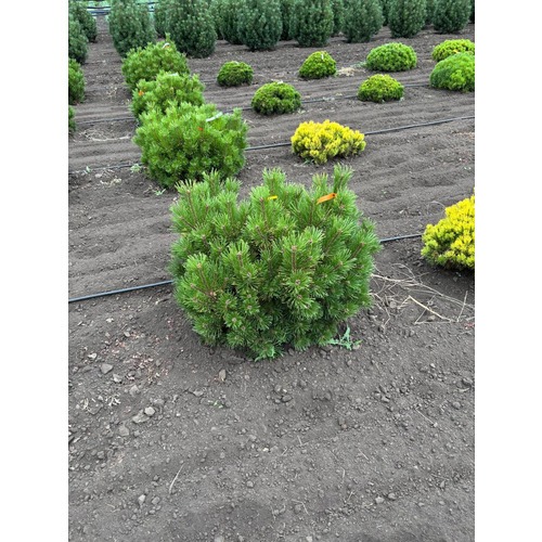 Фото товара Сосна горная Винтер голд - вид 5