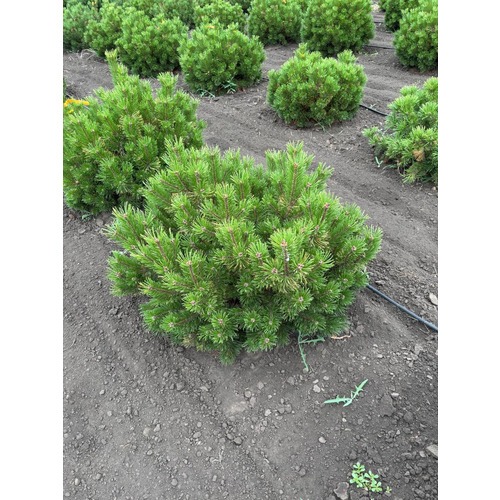 Фото товара Сосна горная Винтер голд - вид 4