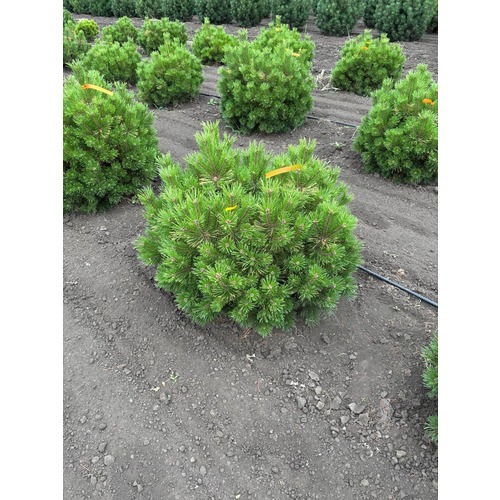 Фото товара Сосна горная Винтер голд - вид 3