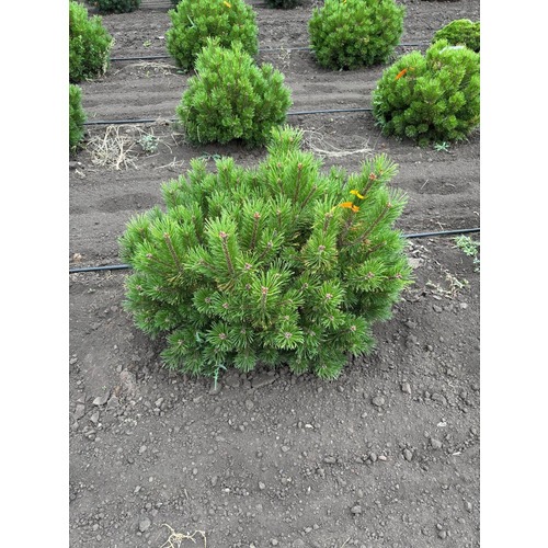 Фото товара Сосна горная Винтер голд - вид 2