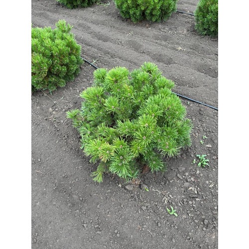 Фото товара Сосна горная Винтер голд - вид 1