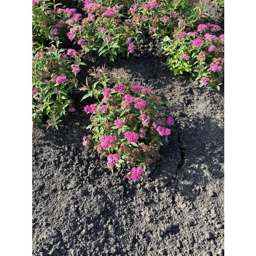 Фото товара Спирея японская 