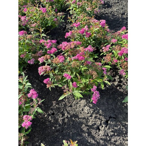 Фото товара Спирея японская 