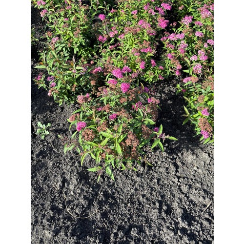 Фото товара Спирея японская 