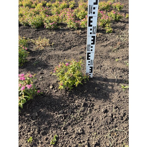 Фото товара Спирея Бумальда - вид 5