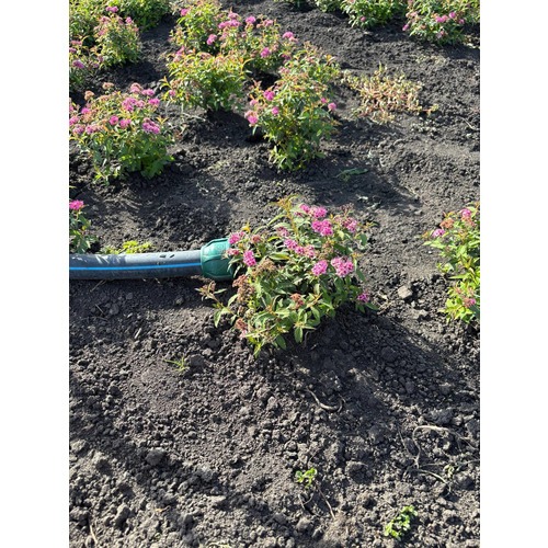 Фото товара Спирея Бумальда - вид 3