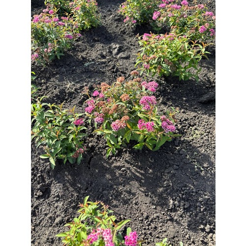 Фото товара Спирея японская 'Dart's Red' - вид 1