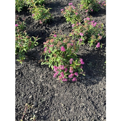 Фото товара Спирея японская 'Dart's Red' - вид 2