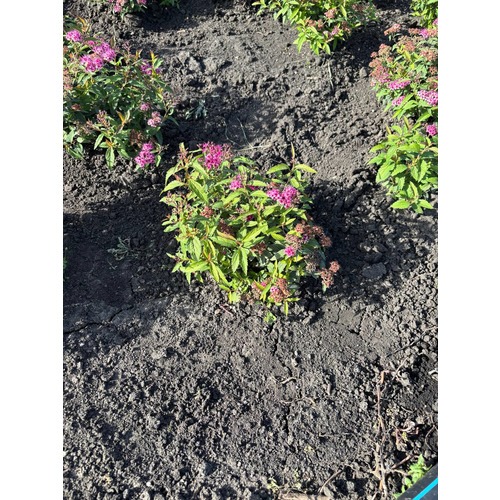 Фото товара Спирея японская 'Dart's Red' - вид 4