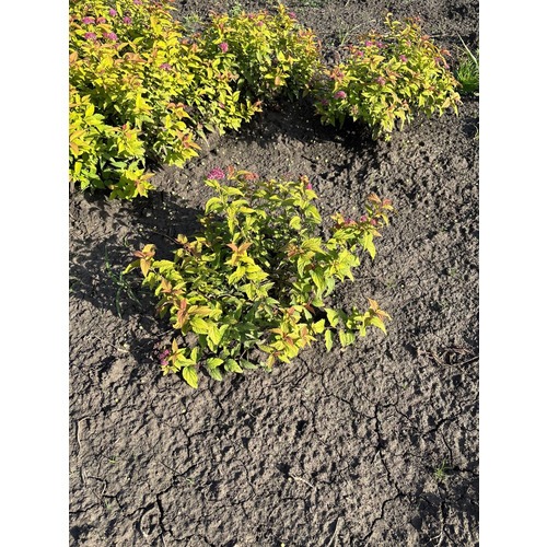 Фото товара Спирея японская 'Goldflame' - вид 1