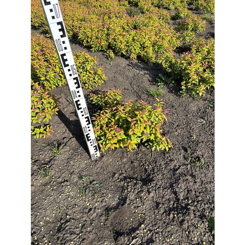 Фото товара Спирея японская 'Goldflame' - вид 5