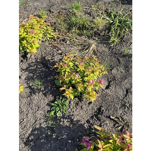 Фото товара Спирея японская 'Goldflame' - вид 4