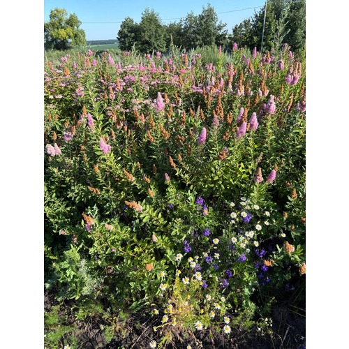 Фото товара Спирея иволистная  - вид 2