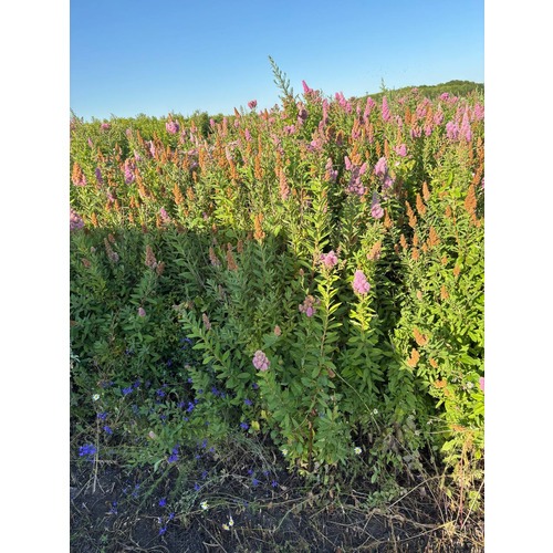 Фото товара Спирея иволистная  - вид 3