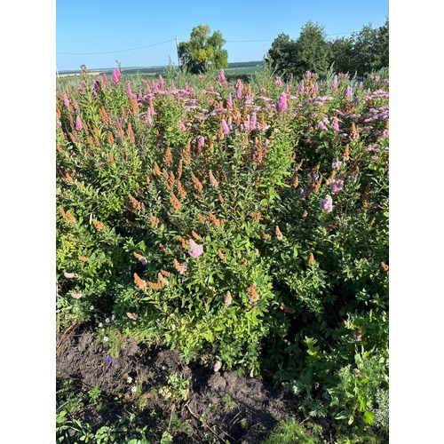 Фото товара Спирея иволистная  - вид 4