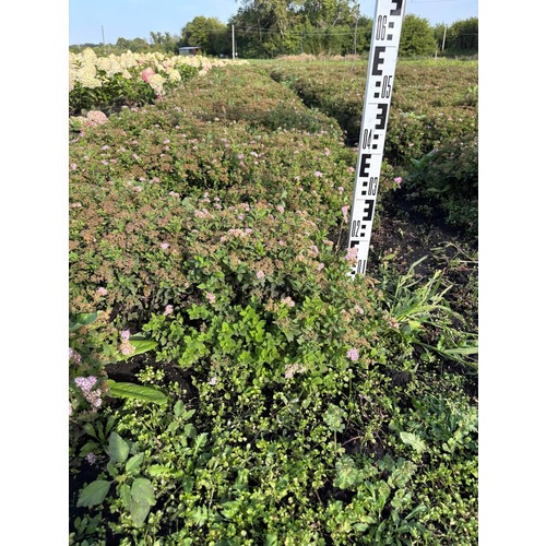 Фото товара Спирея японская  - вид 4